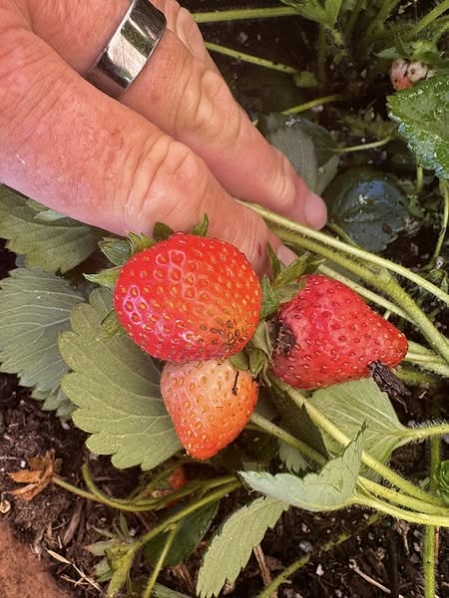 strawberri jun 14.jpg
